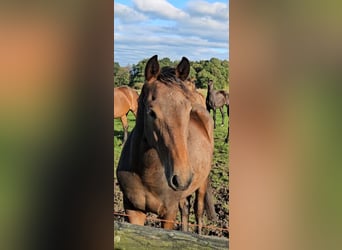 New Forest Pony, Wallach, 1 Jahr, Dunkelbrauner