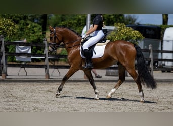 New Forest Pony, Wallach, 3 Jahre, 144 cm, Hellbrauner