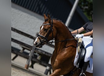 New Forest Pony, Wallach, 3 Jahre, 144 cm, Hellbrauner