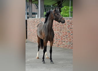 New Forest, Valack, 3 år, 145 cm, Brun