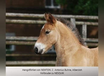 Reńsko-niemiecki koń zimnokrwisty, Ogier, 18 lat, 166 cm, Formy Brown Falb