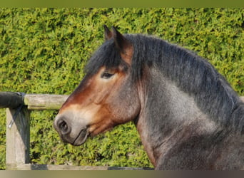 Reńsko-niemiecki koń zimnokrwisty, Ogier, 18 lat, 166 cm, Formy Brown Falb