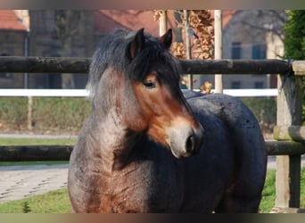 Rhenisch-German Heavy Draft, Stallion, 18 years, 16.1 hh, Brown Falb mold