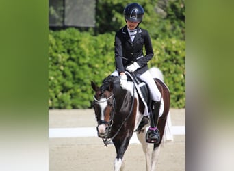 Niederländisches Kaltblut, Hengst, 17 Jahre, 133 cm, Schecke