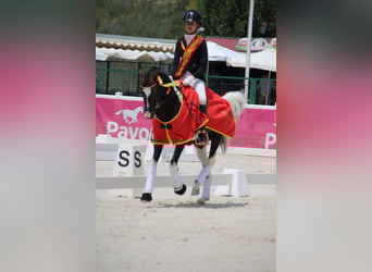 Niederländisches Kaltblut, Hengst, 17 Jahre, 133 cm, Schecke