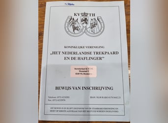 Niederländisches Kaltblut, Hengst, 2 Jahre, 170 cm, Braunfalbschimmel