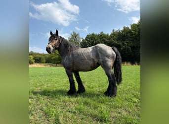 Niederländisches Kaltblut, Stute, 11 Jahre, 170 cm, Blauschimmel