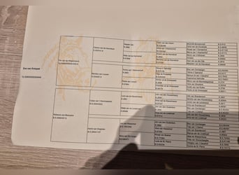 Niederländisches Kaltblut, Stute, 11 Jahre, 170 cm, Blauschimmel