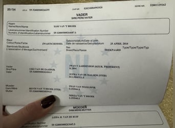 Niederländisches Kaltblut, Stute, 6 Jahre, 165 cm, Rappschimmel