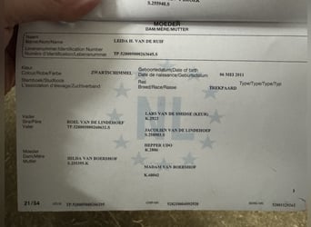 Niederländisches Kaltblut, Stute, 6 Jahre, 165 cm, Rappschimmel