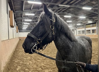 Niederländisches Kaltblut, Stute, 7 Jahre, 165 cm, Rappschimmel