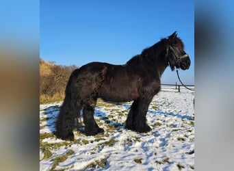 Niederländisches Kaltblut, Wallach, 14 Jahre, Rappe