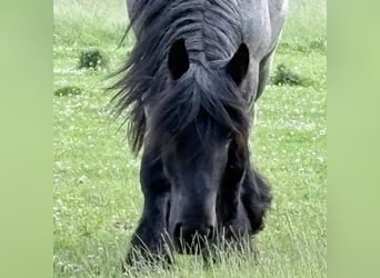 Niederländisches Kaltblut, Wallach, 3 Jahre, 158 cm, Rappschimmel