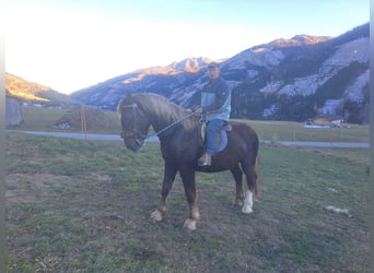 Niederländisches Kaltblut, Wallach, 4 Jahre, 170 cm, Dunkelfuchs