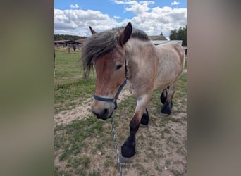 Niederländisches Kaltblut, Wallach, 6 Jahre, 170 cm, Apfelschimmel