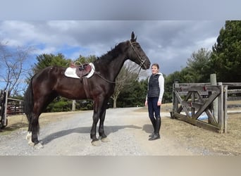 Niederländisches Kaltblut, Wallach, 9 Jahre, 173 cm, Rappe