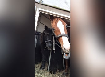 Niemiecka krew szlachetna, Wałach, 5 lat, 160 cm, Kasztanowata