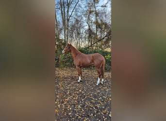 Niemiecka krew szlachetna, Wałach, 5 lat, 160 cm, Kasztanowata