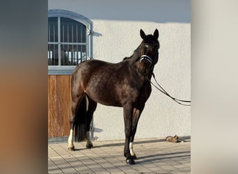 Niemiecki koń sportowy, Klacz, 10 lat, 160 cm, Ciemnogniada