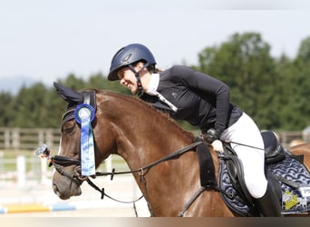 Niemiecki koń sportowy, Klacz, 10 lat, 160 cm, Ciemnokasztanowata