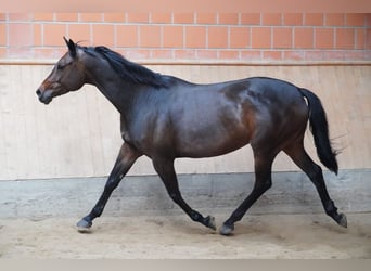 Niemiecki koń sportowy, Klacz, 10 lat, 162 cm, Ciemnogniada