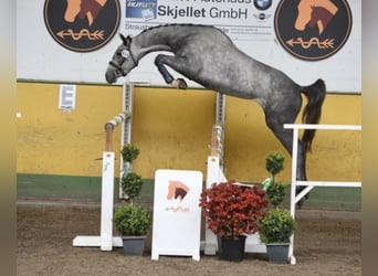 Niemiecki koń sportowy, Klacz, 10 lat, 162 cm, Siwa w hreczce