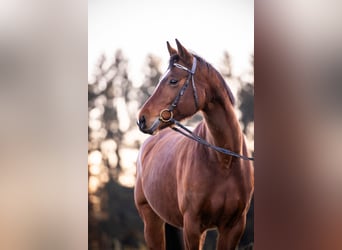 Niemiecki koń sportowy, Klacz, 10 lat, 163 cm, Gniada