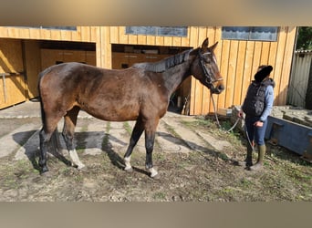 Niemiecki koń sportowy, Klacz, 10 lat, 164 cm, Ciemnogniada