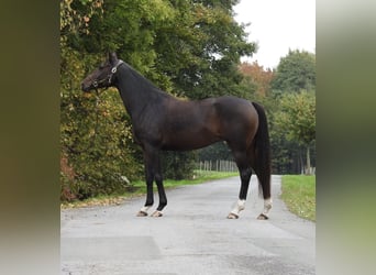 Niemiecki koń sportowy, Klacz, 10 lat, 164 cm, Ciemnogniada