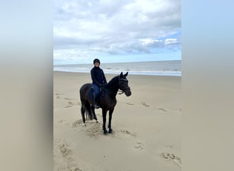 Niemiecki koń sportowy, Klacz, 10 lat, 164 cm, Ciemnogniada