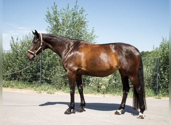 Niemiecki koń sportowy, Klacz, 10 lat, 164 cm, Ciemnogniada