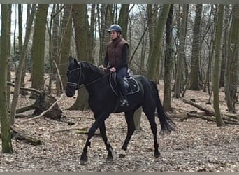 Niemiecki koń sportowy, Klacz, 10 lat, 164 cm, Kara