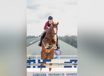 Niemiecki koń sportowy, Klacz, 10 lat, 165 cm
