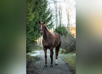 Niemiecki koń sportowy, Klacz, 10 lat, 166 cm, Ciemnokasztanowata