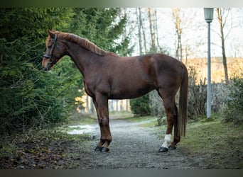 Niemiecki koń sportowy, Klacz, 10 lat, 166 cm