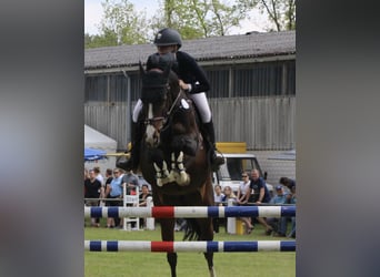 Niemiecki koń sportowy, Klacz, 10 lat, 167 cm, Skarogniada