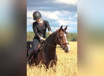 Niemiecki koń sportowy, Klacz, 10 lat, 167 cm, Skarogniada