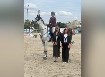 Niemiecki koń sportowy, Klacz, 10 lat, 168 cm, Siwa