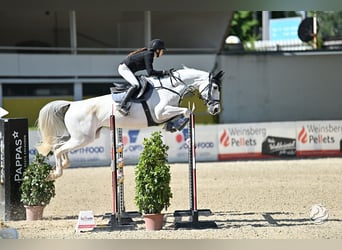 Niemiecki koń sportowy, Klacz, 10 lat, 168 cm, Siwa