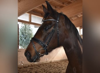 Niemiecki koń sportowy, Klacz, 10 lat, 169 cm, Gniada