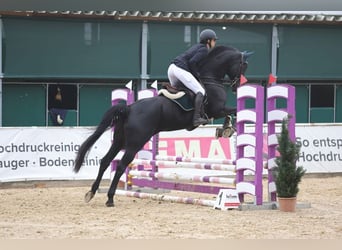 Niemiecki koń sportowy, Klacz, 10 lat, 169 cm, Kara