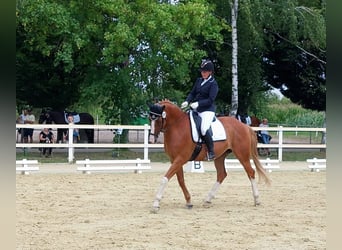 Niemiecki koń sportowy, Klacz, 10 lat, 169 cm, Kasztanowata