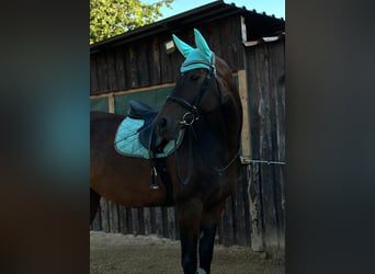 Niemiecki koń sportowy, Klacz, 10 lat, 170 cm, Ciemnogniada