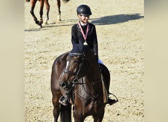 Niemiecki koń sportowy, Klacz, 10 lat, 170 cm, Ciemnogniada
