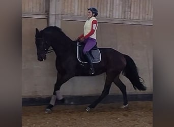 Niemiecki koń sportowy, Klacz, 10 lat, 170 cm, Ciemnogniada