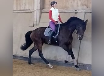 Niemiecki koń sportowy, Klacz, 10 lat, 170 cm, Ciemnogniada