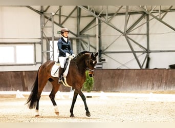 Niemiecki koń sportowy, Klacz, 10 lat, 172 cm, Ciemnogniada