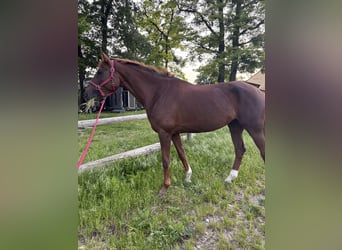 Niemiecki koń sportowy, Klacz, 10 lat, 173 cm, Ciemnokasztanowata