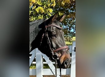Niemiecki koń sportowy, Klacz, 10 lat, 176 cm, Ciemnogniada