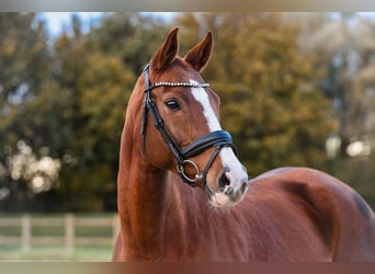Niemiecki koń sportowy, Klacz, 11 lat, 158 cm, Kasztanowata